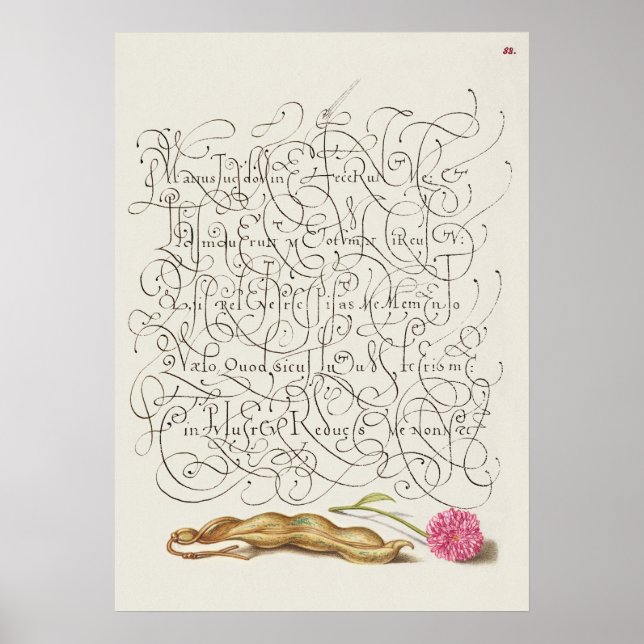 Affiche Belle illustration botanique Vintage (Devant)