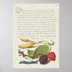 Affiche Belle illustration botanique Vintage