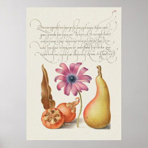 Affiche Belle illustration botanique Vintage