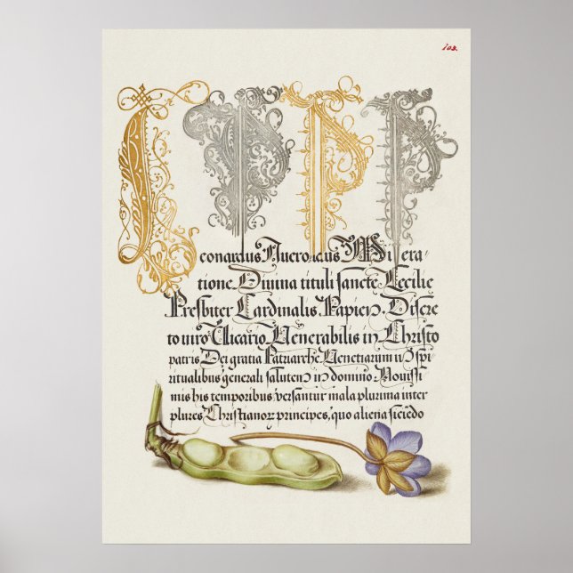 Affiche Belle illustration botanique Vintage (Devant)