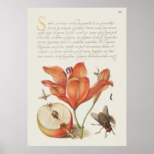 Affiche Belle illustration botanique Vintage (Devant)