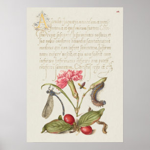 Affiche Belle illustration botanique Vintage