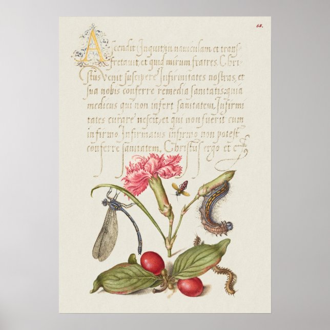 Affiche Belle illustration botanique Vintage (Devant)
