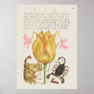 Affiche Belle illustration botanique Vintage