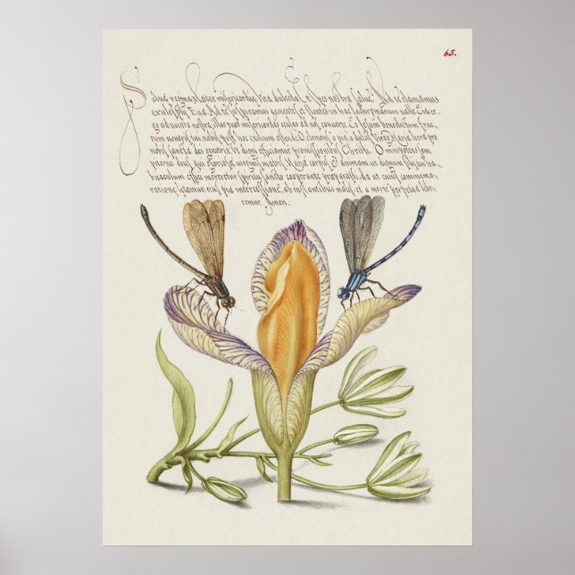 Affiche Belle illustration botanique Vintage (Devant)