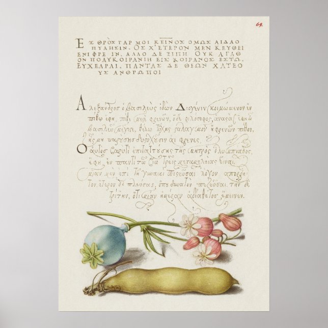 Affiche Belle illustration botanique Vintage (Devant)