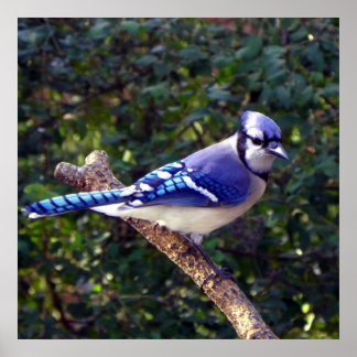 Affiche Belle Jay Bleu