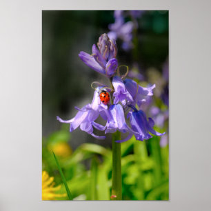Affiche Belle Ladybug sur Bluebells 8x12" Imprimer