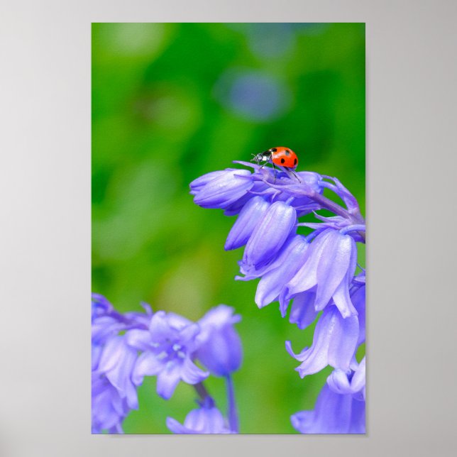 Affiche Belle Ladybug sur Bluebells 8x12" Imprimer (Devant)