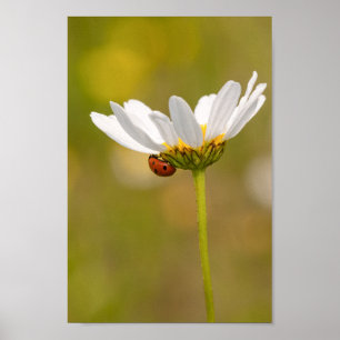Affiche Belle Ladybug sur Daisy