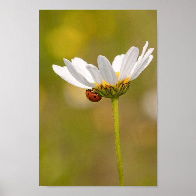 Affiche Belle Ladybug sur Daisy (Devant)