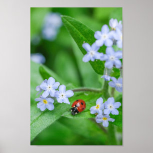 Affiche Belle Ladybug sur Forget-me-not