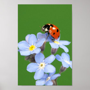 Affiche Belle Ladybug sur Forget-me-not