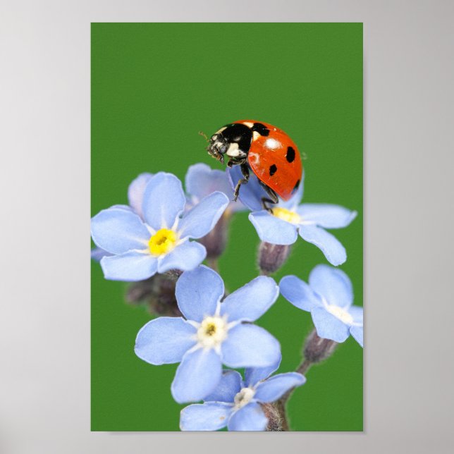 Affiche Belle Ladybug sur Forget-me-not (Devant)