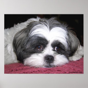Affiche Belle L'Affiche Shih Tzu