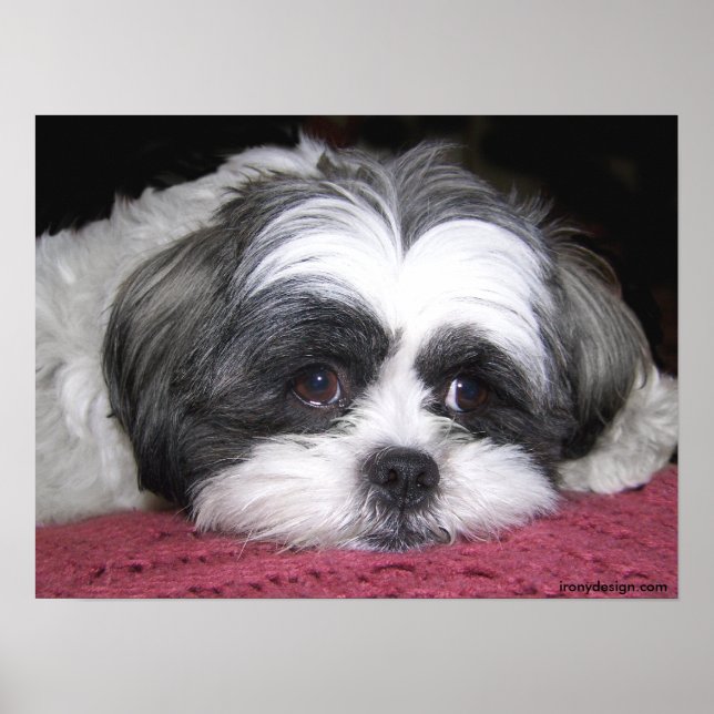Affiche Belle L'Affiche Shih Tzu (Devant)