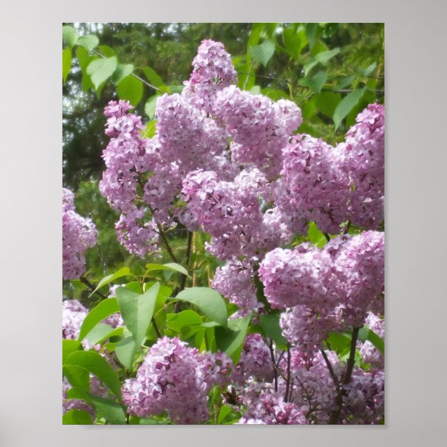 Affiche Belle Lilacs - Photo Florale (Devant)