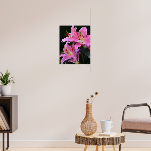 Affiche Belle Lys Rose Fleurit
