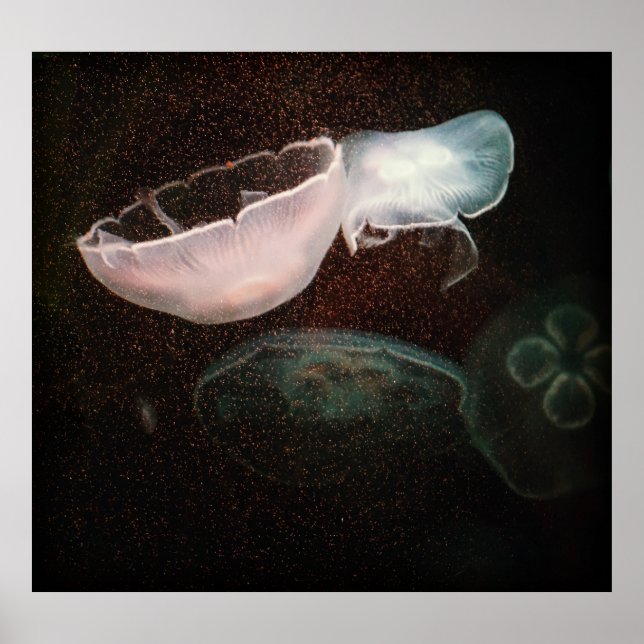 Affiche Belle méduse (Devant)