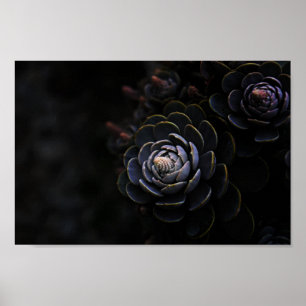 Affiche Belle Nature Photographie Plante Succulente Photo