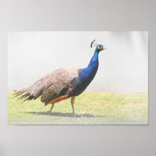 Affiche Belle Peacock Bird Walking
