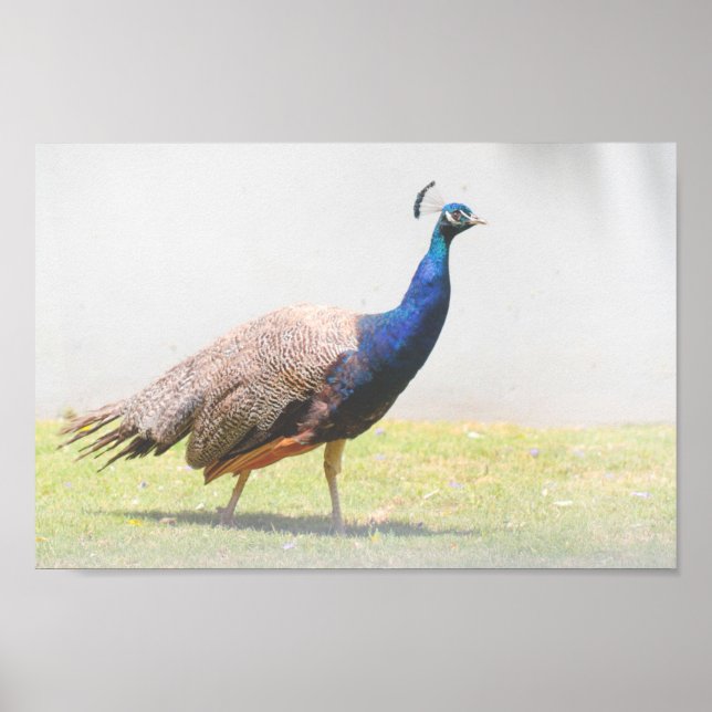 Affiche Belle Peacock Bird Walking (Devant)