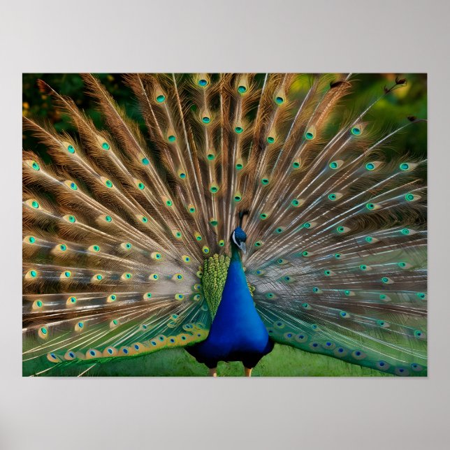Affiche Belle Peacock Stock Photos (Devant)