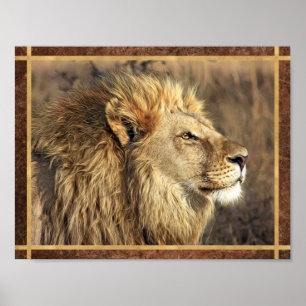 Affiche Belle photo de lion