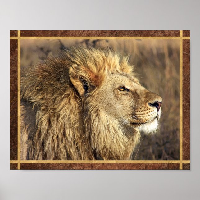 Affiche Belle photo de lion (Devant)