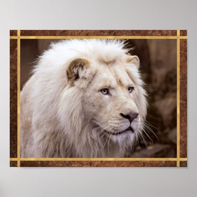 Affiche Belle Photo de Lion Blanc (Devant)