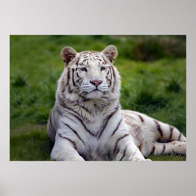 Affiche Belle photo de tigre blanc (Devant)