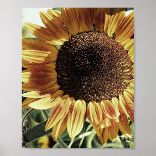 Affiche Belle photo de tournesol