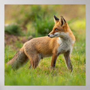 Affiche Belle photo Red Fox Nature