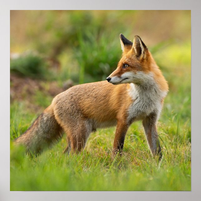 Affiche Belle photo Red Fox Nature (Devant)