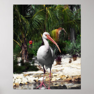 Affiche Belle photographie tropicale d'oiseau