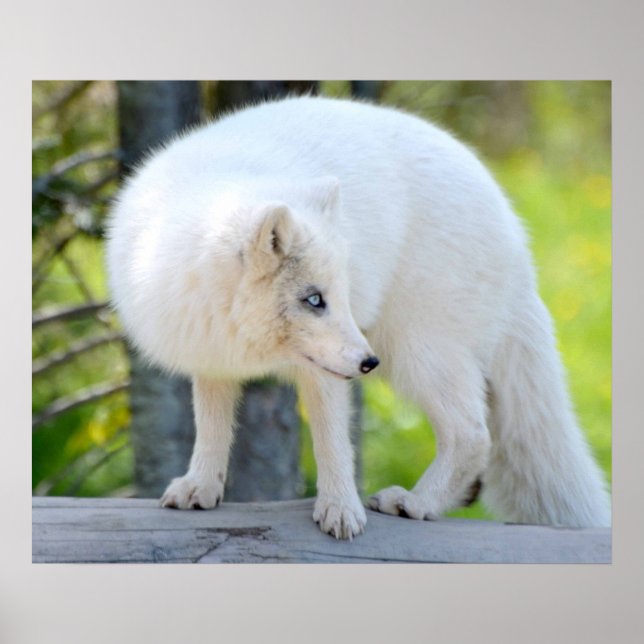 Affiche Belle Renard Artique (Devant)