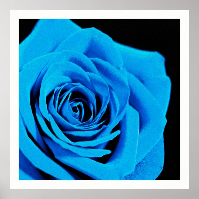 Affiche Belle rose bleue (Devant)