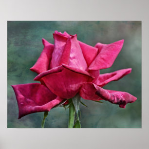 Affiche Belle rose magenta Art photographique Imprimer