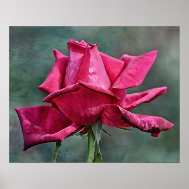 Affiche Belle rose magenta Art photographique Imprimer (Devant)
