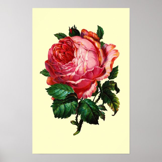 AFFICHE BELLE ROSE ROSE (Devant)