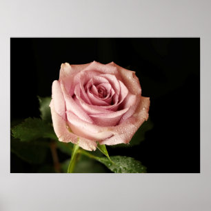 Affiche belle rose rose
