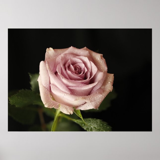 Affiche belle rose rose (Devant)