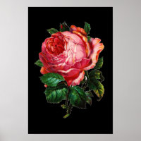 BELLE ROSE ROSE