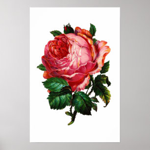AFFICHE BELLE ROSE ROSE