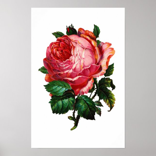 AFFICHE BELLE ROSE ROSE (Devant)
