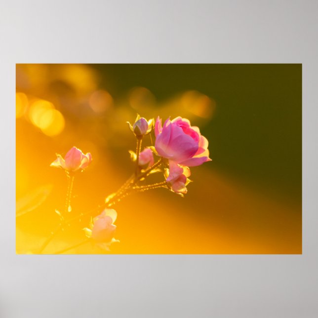 Affiche Belle rose rose en romance au coucher du soleil (Devant)