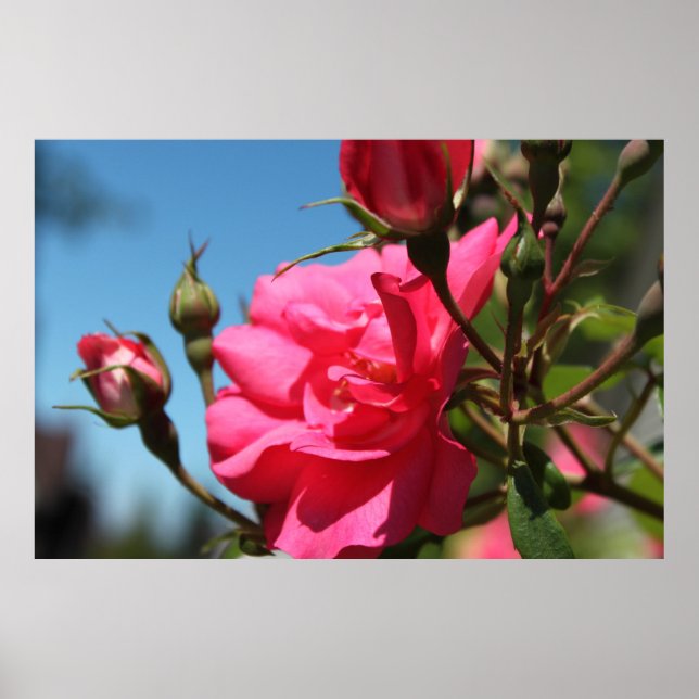 Affiche belle rose rose fleur et bourgeons bleu ciel (Devant)