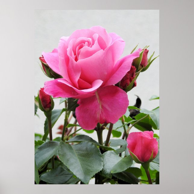 Affiche Belle rose rose rose (Devant)