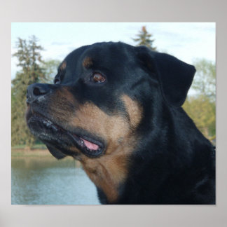 Affiche Belle Rottweiler