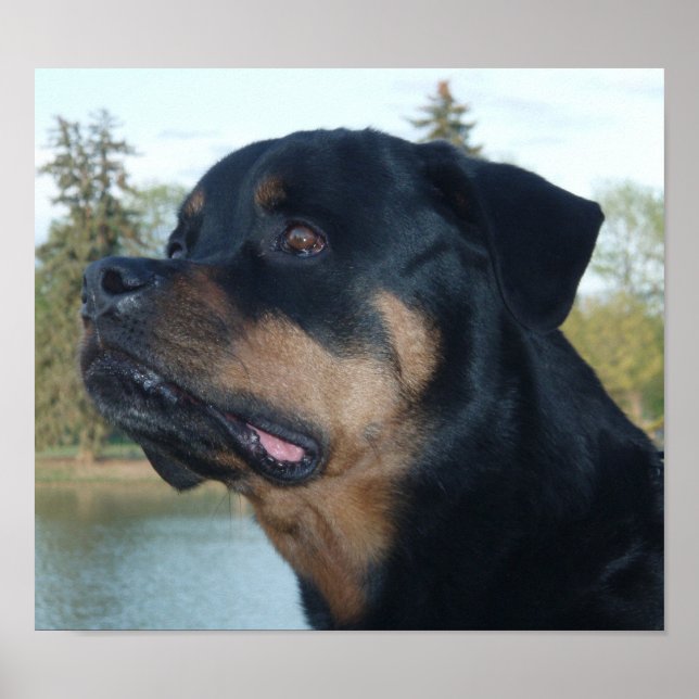 Affiche Belle Rottweiler (Devant)